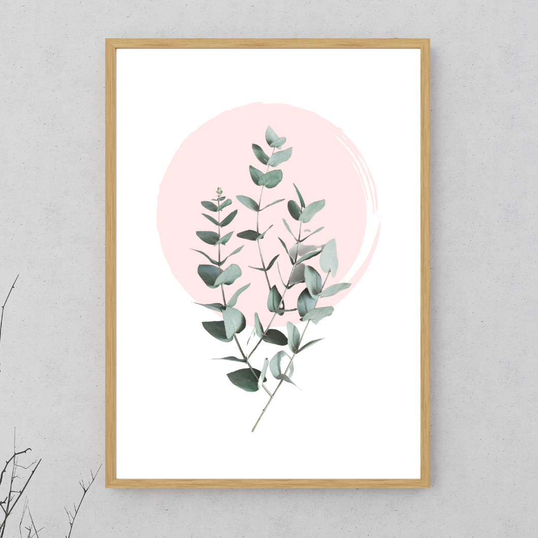 Eucalyptus Plant No.2